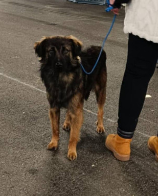 Étalon Berger des Pyrenees à face rase - Ursus du Champ D'Onix