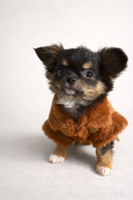 Étalon Chihuahua - Alba du Vallon de Beaumont