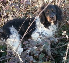 Étalon Epagneul Breton - Herelle des sablières de cadeuil
