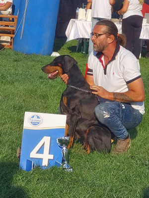 Étalon Dobermann - CH. CH Kana Icey Black