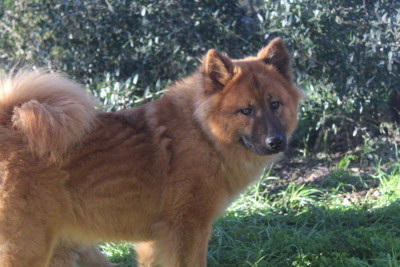Étalon Eurasier - Viya Crystal Du Mont Victoire