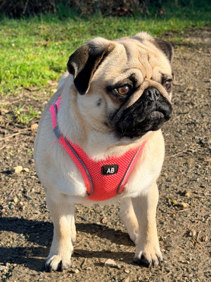 Étalon Carlin - Lul'nacrees Vérity (Bloom)