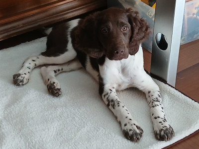 Étalon Petit Epagneul de Münster - ATHENA de la Haute Verrière