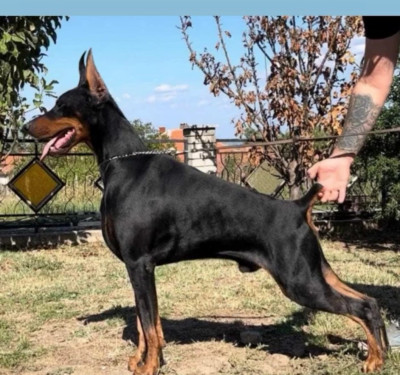 Étalon Dobermann - Propriété exclusive de Dobermann BaroneraToro de akido san