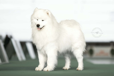 Étalon Samoyède - LORD Z LIMANOWSKIEJ KOTLINY