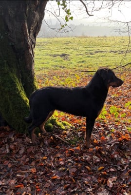 Étalon Berger de Beauce - Fortuna Lovi Victoria s Secret
