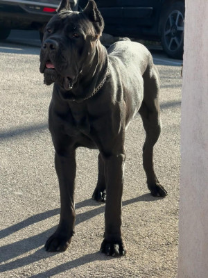 Étalon Cane Corso - Diego Clarissima Stella