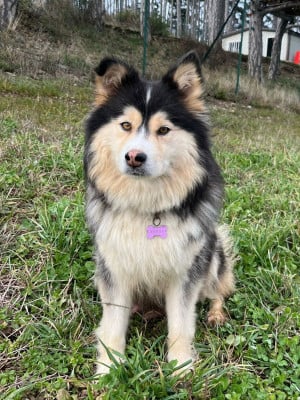 Étalon Chien finnois de Laponie - Du Domaine Louchine Suomi