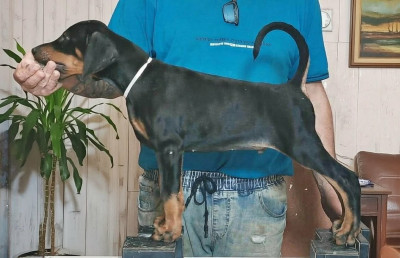 Étalon Dobermann - baronera Noktis