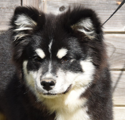 Étalon Chien finnois de Laponie - Voluptueux Fenris du pays de l'aurore boréale