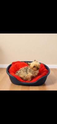 Pensee du Domaine De Daïkario