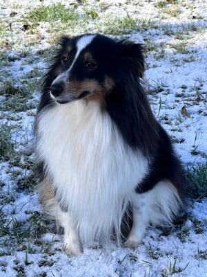 Tsuga Du Bois De Morchène