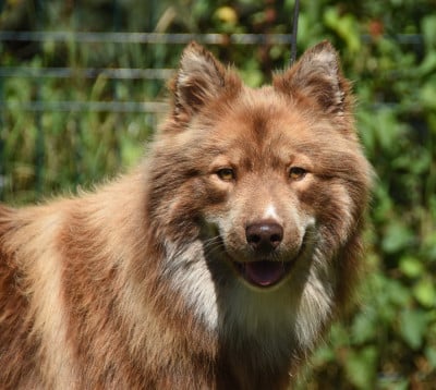 Étalon Chien finnois de Laponie - Uhrijuhla des Collines de Sagne