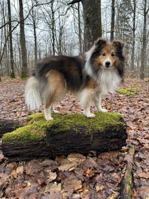 Rhapsody Du jardin d aouregan