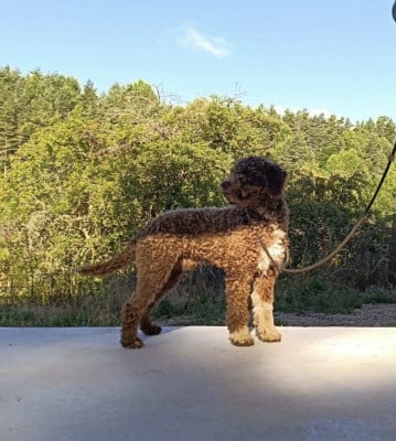 Étalon Lagotto Romagnolo - (Sans Affixe) CACAO MERAVIGLIA CACIO