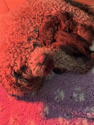 Étalon Lagotto Romagnolo - UNA des peupleraies de chautagne