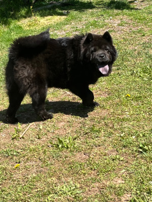 Étalon Chow Chow - V'BAGHEERA du domaine de fabadel