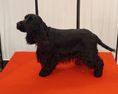 Étalon Cocker Spaniel Anglais - Vénus Beauté du cottage de sweet mi lady