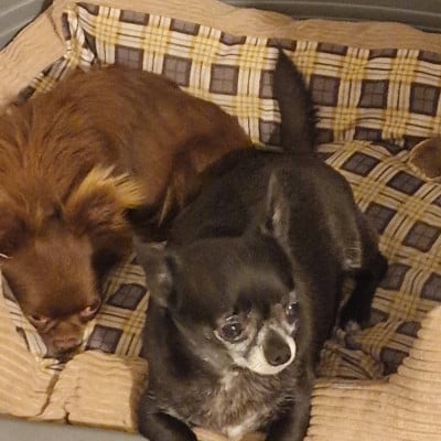 Étalon Chihuahua - TESS des parfums d'ambre