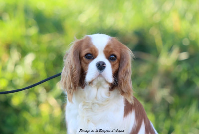 Étalon Cavalier King Charles Spaniel - Violette De La Bergerie D'Argent