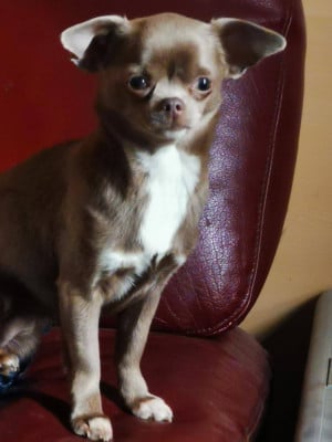 Étalon Chihuahua - ANASTASIA des parfums d'ambre