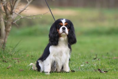 Étalon Cavalier King Charles Spaniel - Séleste De La Bergerie D'Argent