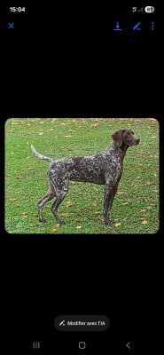 Étalon Braque allemand à poil court - STELLA Du Clos Saint Emilion