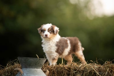 Étalon Berger Américain Miniature - Aria Of American Madness