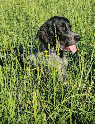 Étalon Setter Anglais - VAIKA de Buzuntza