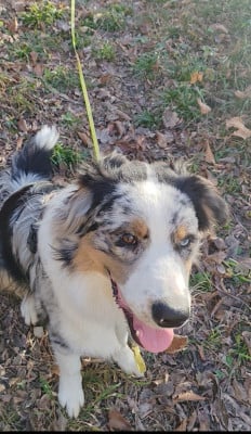 Étalon Berger Australien - Aravis Du Berger Des Alpages