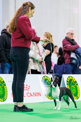 Étalon Boston Terrier - Angel storm Du Domaine D'Auberive