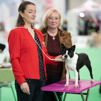 Étalon Boston Terrier - Valeur sure Du Domaine D'Auberive