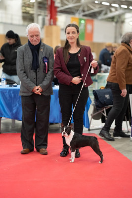 Étalon Boston Terrier - Vers l'avenir Du Domaine D'Auberive