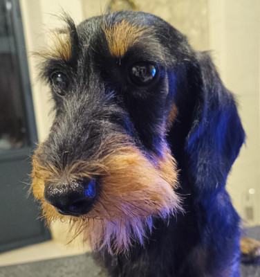 Étalon Teckel poil dur - Viper Des Chasseurs Du Temps