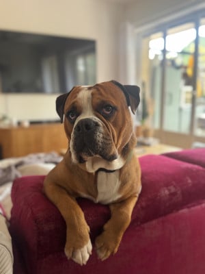 Étalon Bulldog continental - Titus Des Pipettechorizo