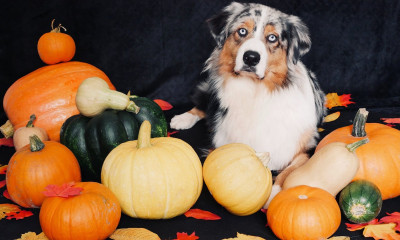 Étalon Berger Australien - Uno Du Mas De Corbier