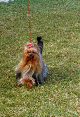 Étalon Yorkshire Terrier - Very Castel D'Argent Viens je t emmène Zebulette 