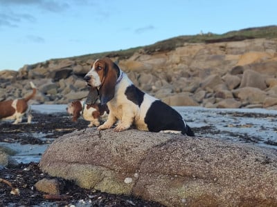 Étalon Basset Hound - Adèle Du Bois Des Bleizi