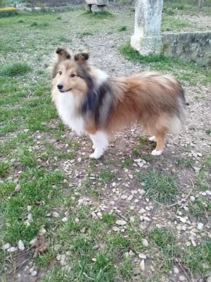 Étalon Shetland Sheepdog - APOLLON GOLDEN KING Des mille eclats des tournesol