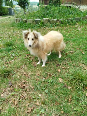 Étalon Shetland Sheepdog - VICTORIA MY PRINCESS du grand bois de barbillon