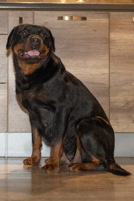 Étalon Rottweiler - Tai du clos à l'orée du bois Du Clos A L'Orée Du Bois