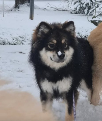 Étalon Chien finnois de Laponie - samite Toffee of Sotka