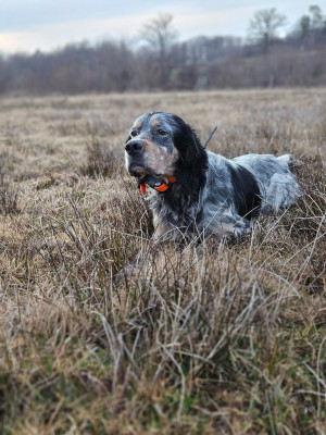 Étalon Setter Anglais - TR. RENAC des Cabanes Tchanquées