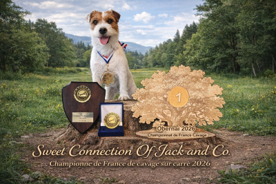 Étalon Parson Russell Terrier - CH. Sweet Connection of jack and co.