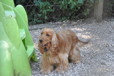Étalon Cocker Spaniel Anglais - Vanille Du Souvenir De Tootsie