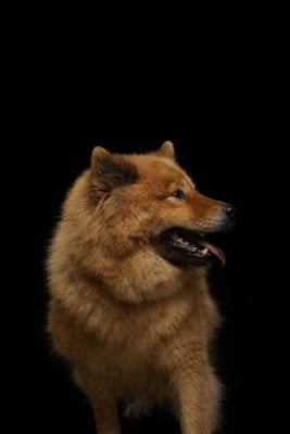 Étalon Eurasier - Sheyenne of Nordic Island