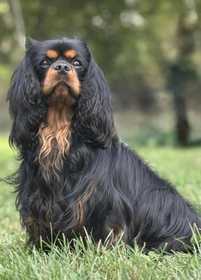 Étalon Cavalier King Charles Spaniel - Version unica de Bettignies
