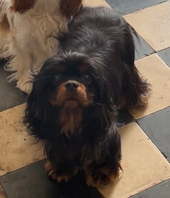 Étalon Cavalier King Charles Spaniel - Uranie De la geode