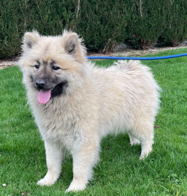 Étalon Eurasier - Vickie Du Mistral Normand