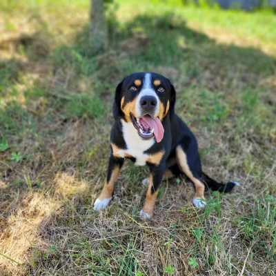Étalon Bouvier de l'Entlebuch - PAKO porazynianka